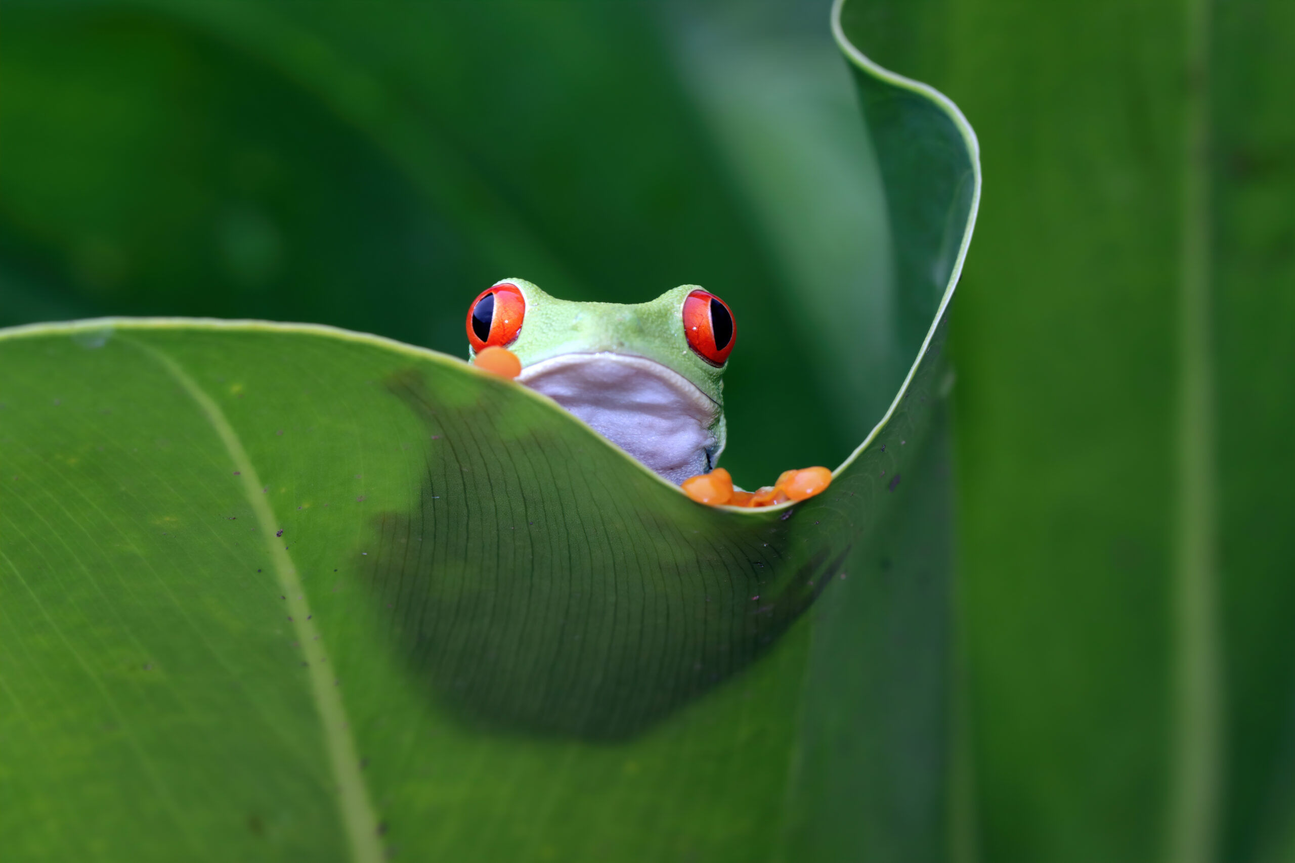 redeyed-tree-frog-sitting-green-leaves